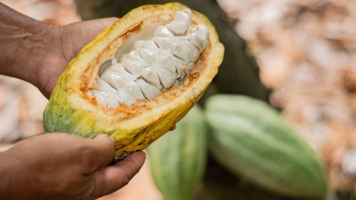 Cacao del Huila entre los mejores de Colombia
