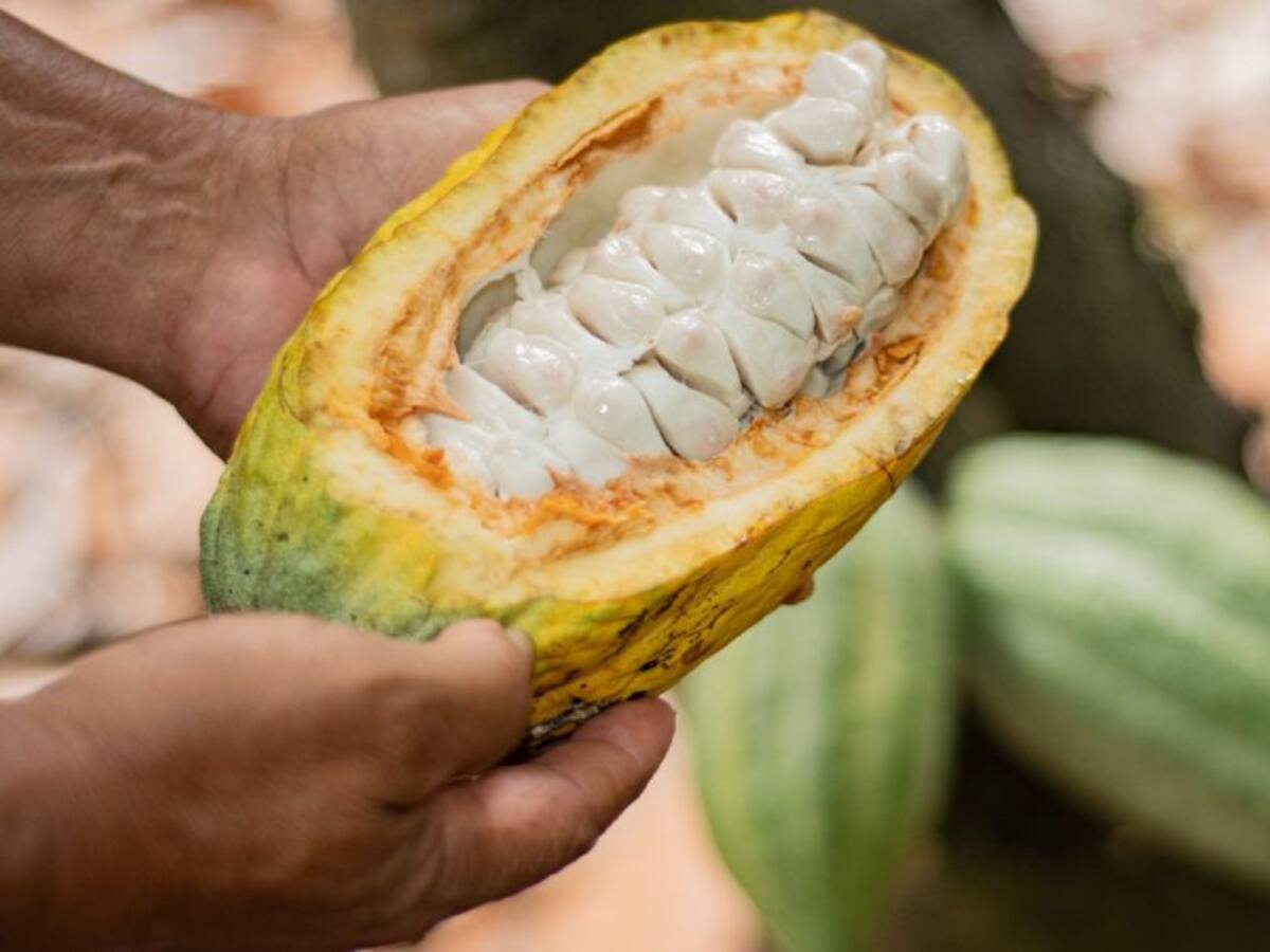 Cacao del Huila entre los mejores de Colombia