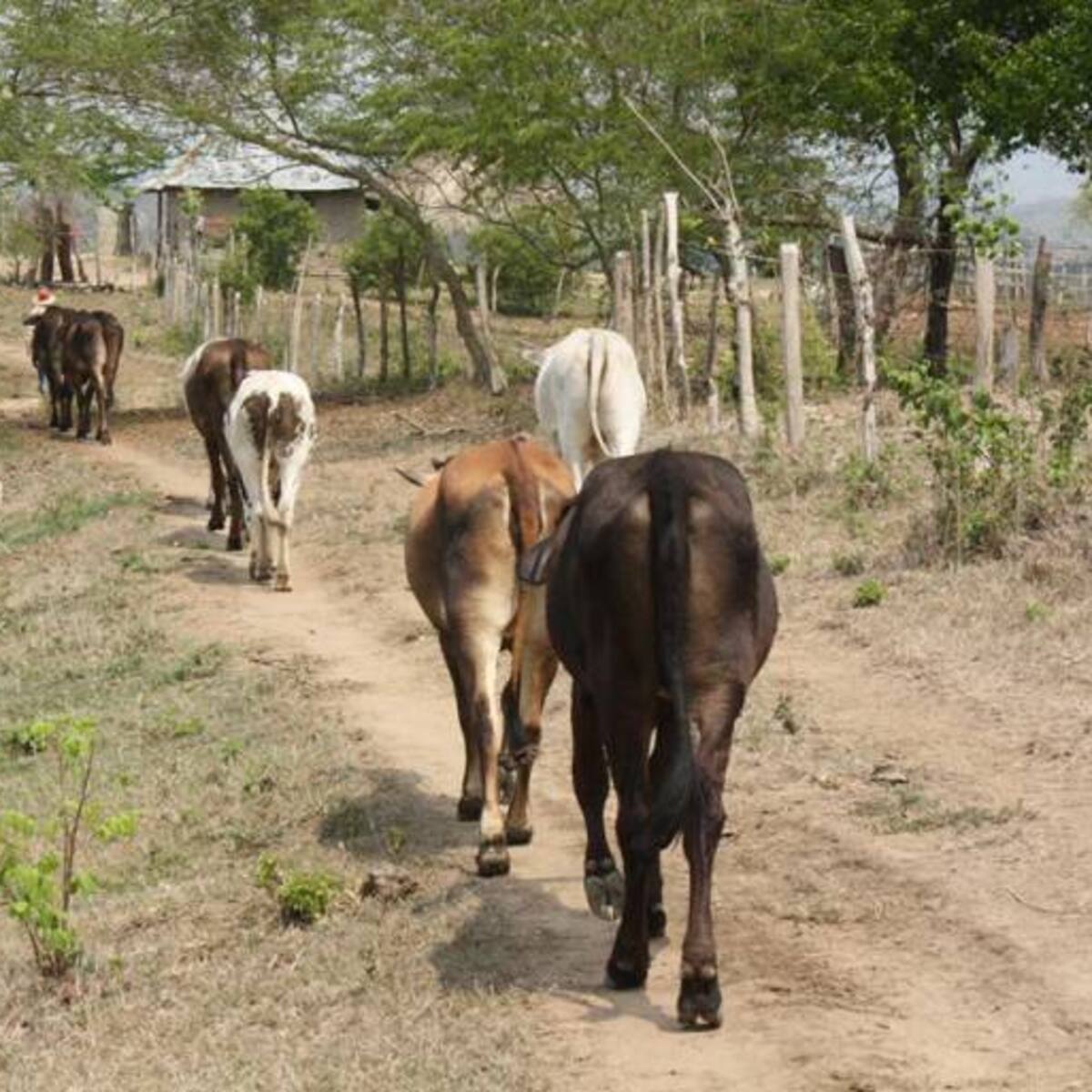 Reducción del 20% de leche reportan ganaderos del Caribe ante sequía