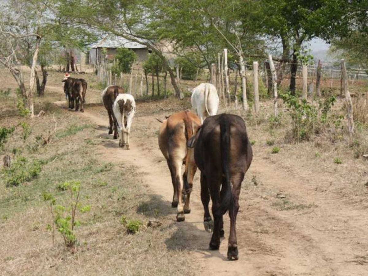 Córdoba en alerta por sequía y riesgo de incendios forestales