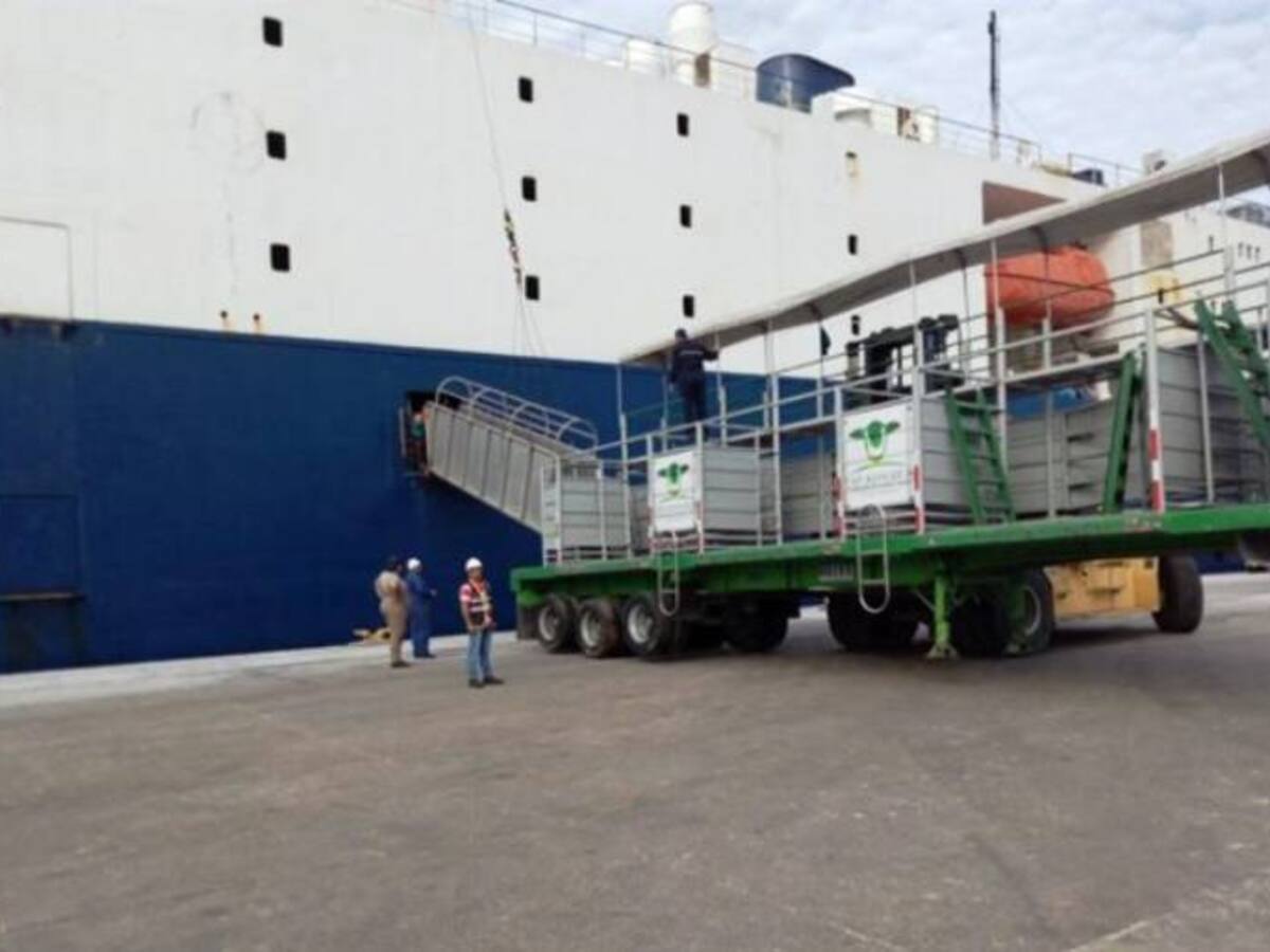 Desde Cartagena, 13.000 bovinos exportados hacia Irak y El Líbano