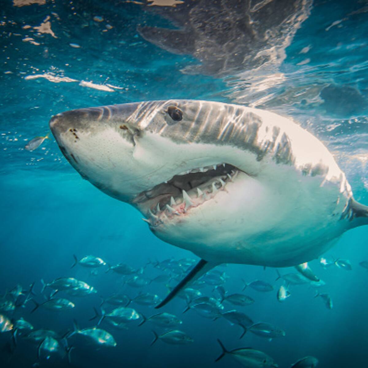 Las crías de tiburón prefieren estar más cerca de la costa