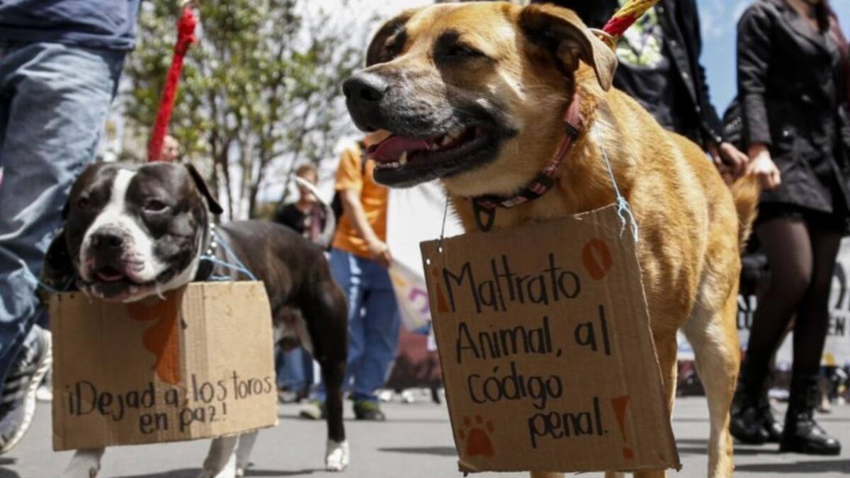 Un hombre en Santa Rosa de Cabal habría asesinado animales para comérselos