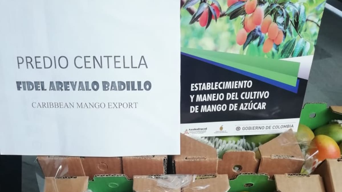 ¿Para dónde va el cultivo de mango de azúcar?