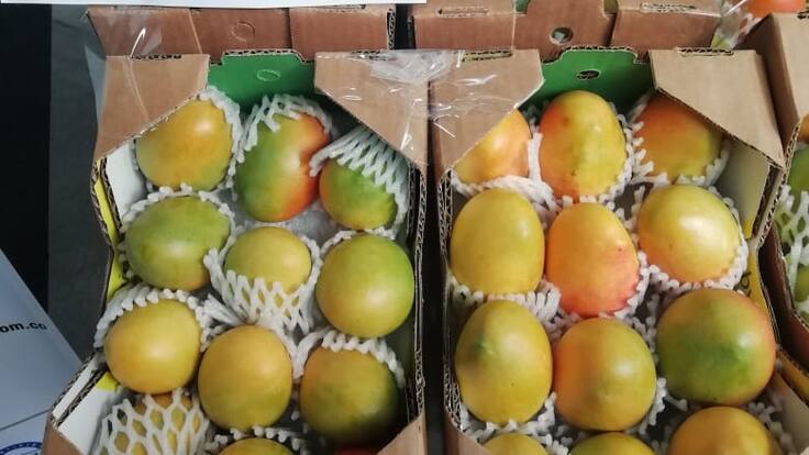 ¿Para dónde va el cultivo de mango de azúcar?