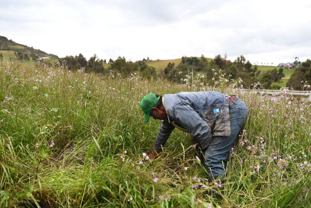 Con las recomendaciones se pretende asegurar la disponibilidad de alimentos de la región