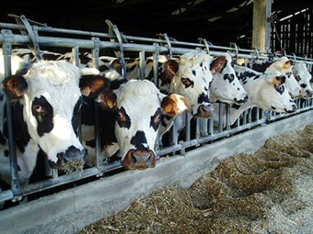 Productores piden reajuste del precio de la leche en un 29 por ciento
