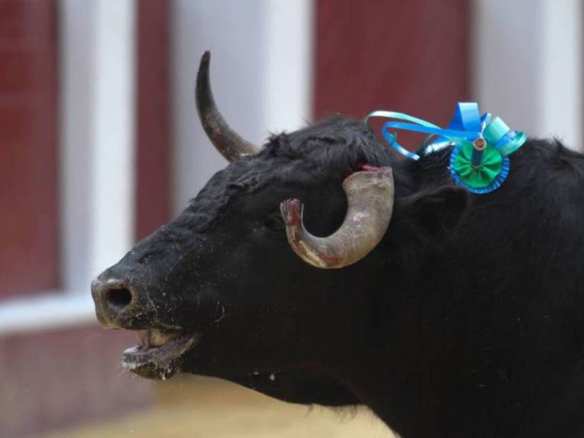 Radican nuevamente proyecto de ley para prohibr las corridas de toros en Colombia