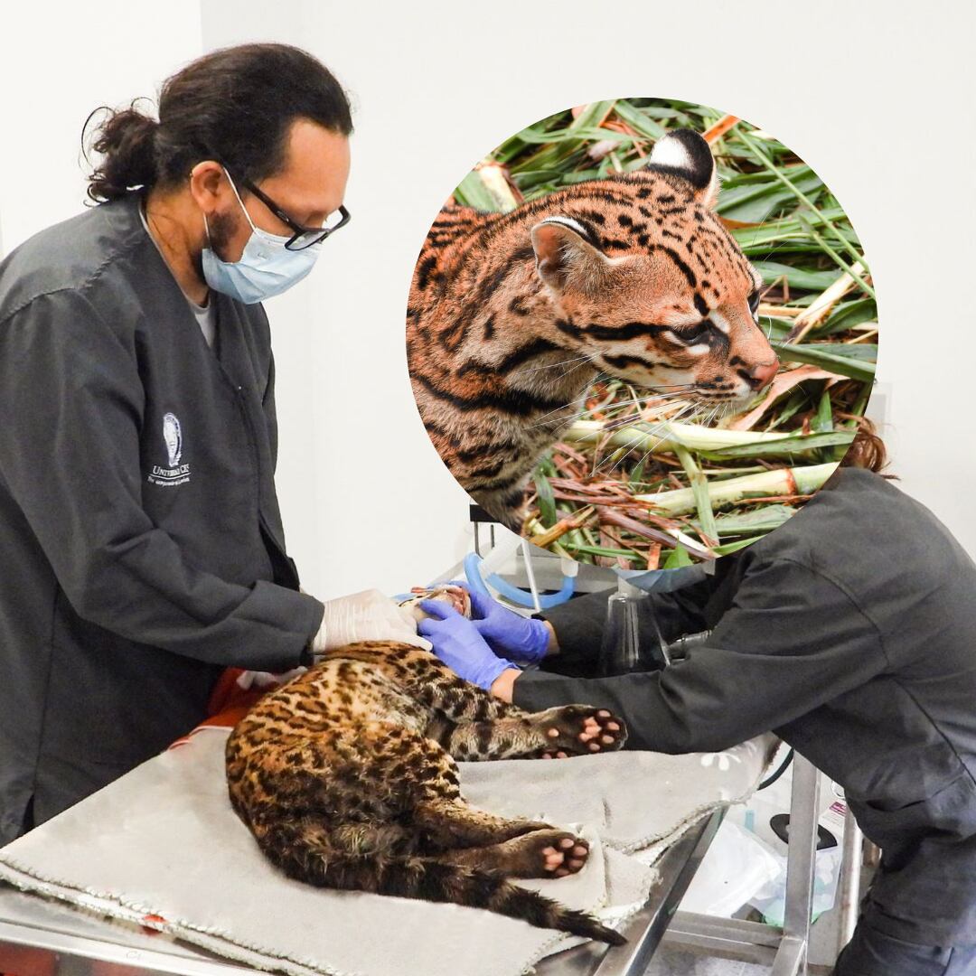 Foto: cortesía Área Metropolitana.