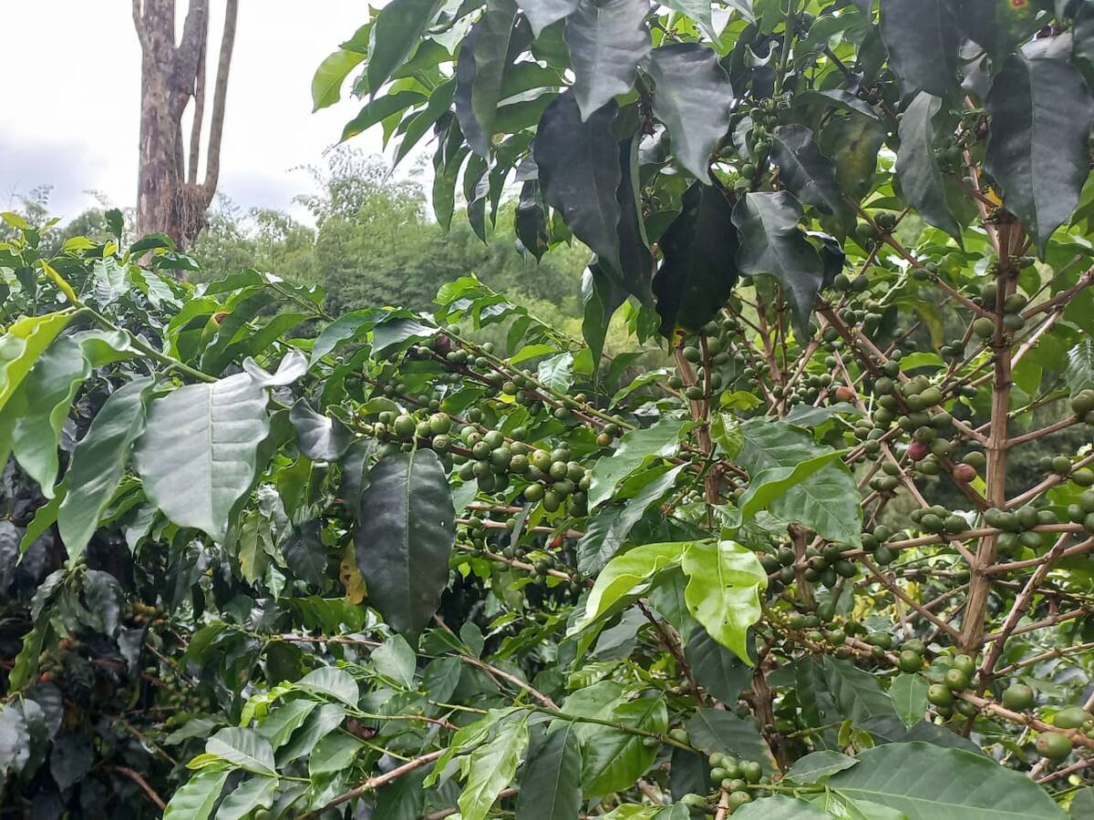 En Quindío llaman a asegurar los cultivos para evitar pérdidas económicas por las lluvias