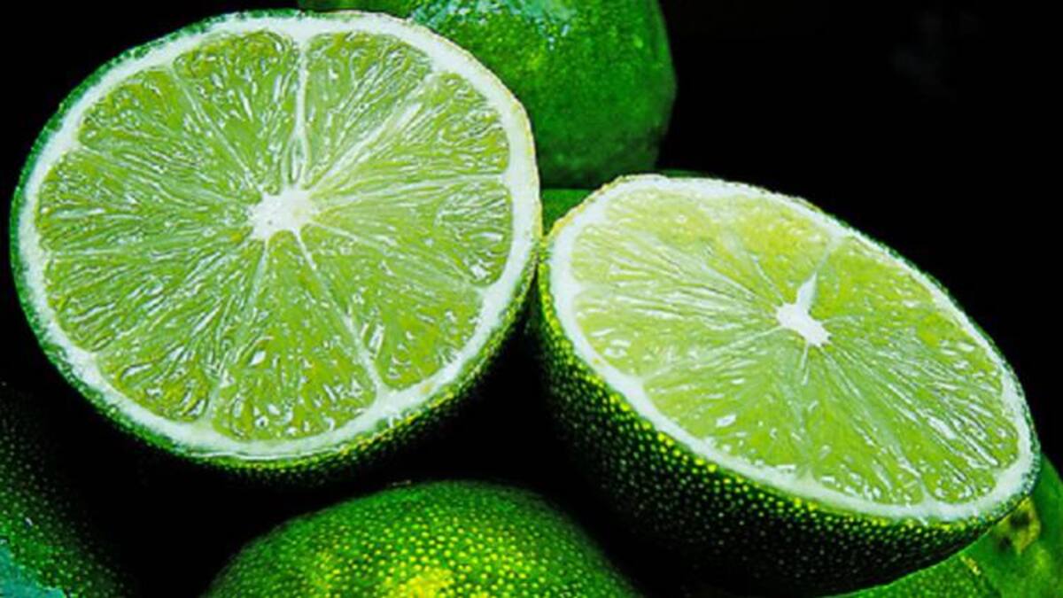 ICA fortalece protección a los cítricos ante la bacteria HLB