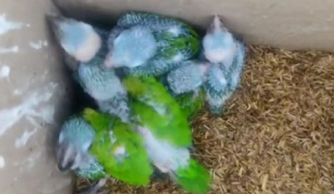 Los polluelos se encontraban en regulares condiciones, con retraso en el plumaje y no estaban siendo alimentados en buena forma.