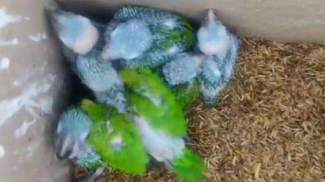 Los polluelos se encontraban en regulares condiciones, con retraso en el plumaje y no estaban siendo alimentados en buena forma.