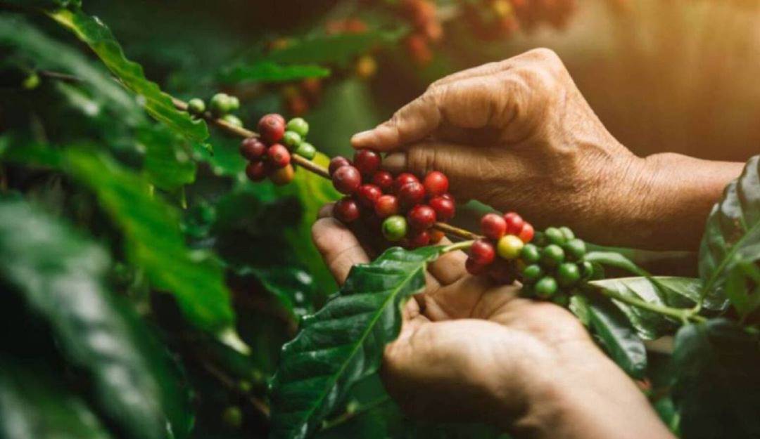 Encuentro de caficultores con inversionistas de Boston, será en Caldas. Crédito: Colprensa