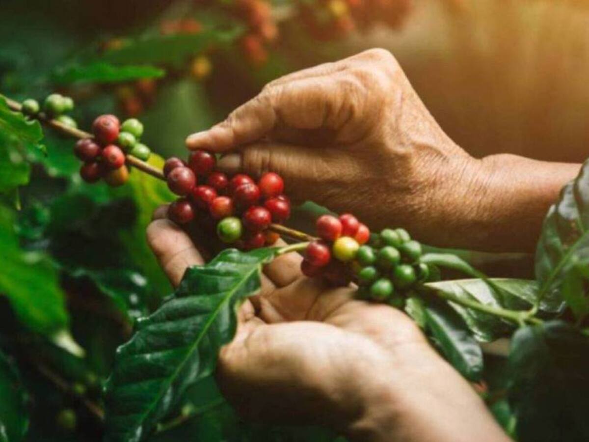 Altos estándares de café en Caldas permiten la visita de inversionistas