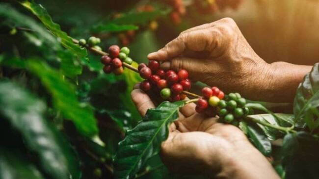 Encuentro de caficultores con inversionistas de Boston, será en Caldas. Crédito: Colprensa