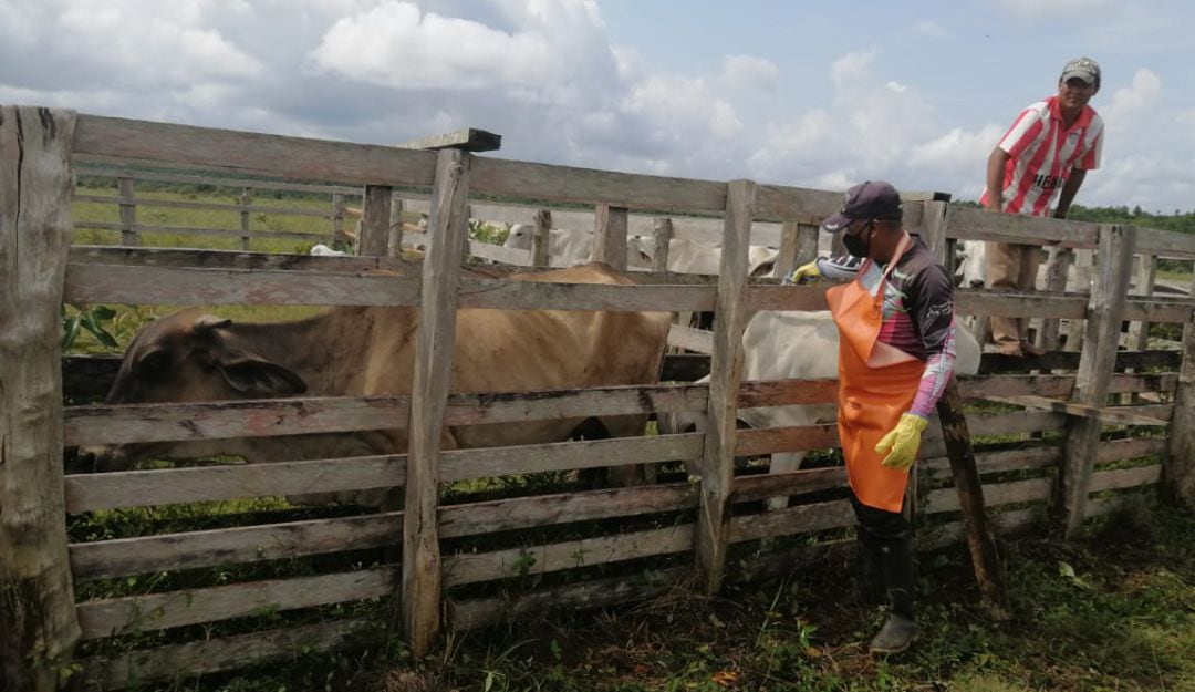 Vacunación contra la aftosa
