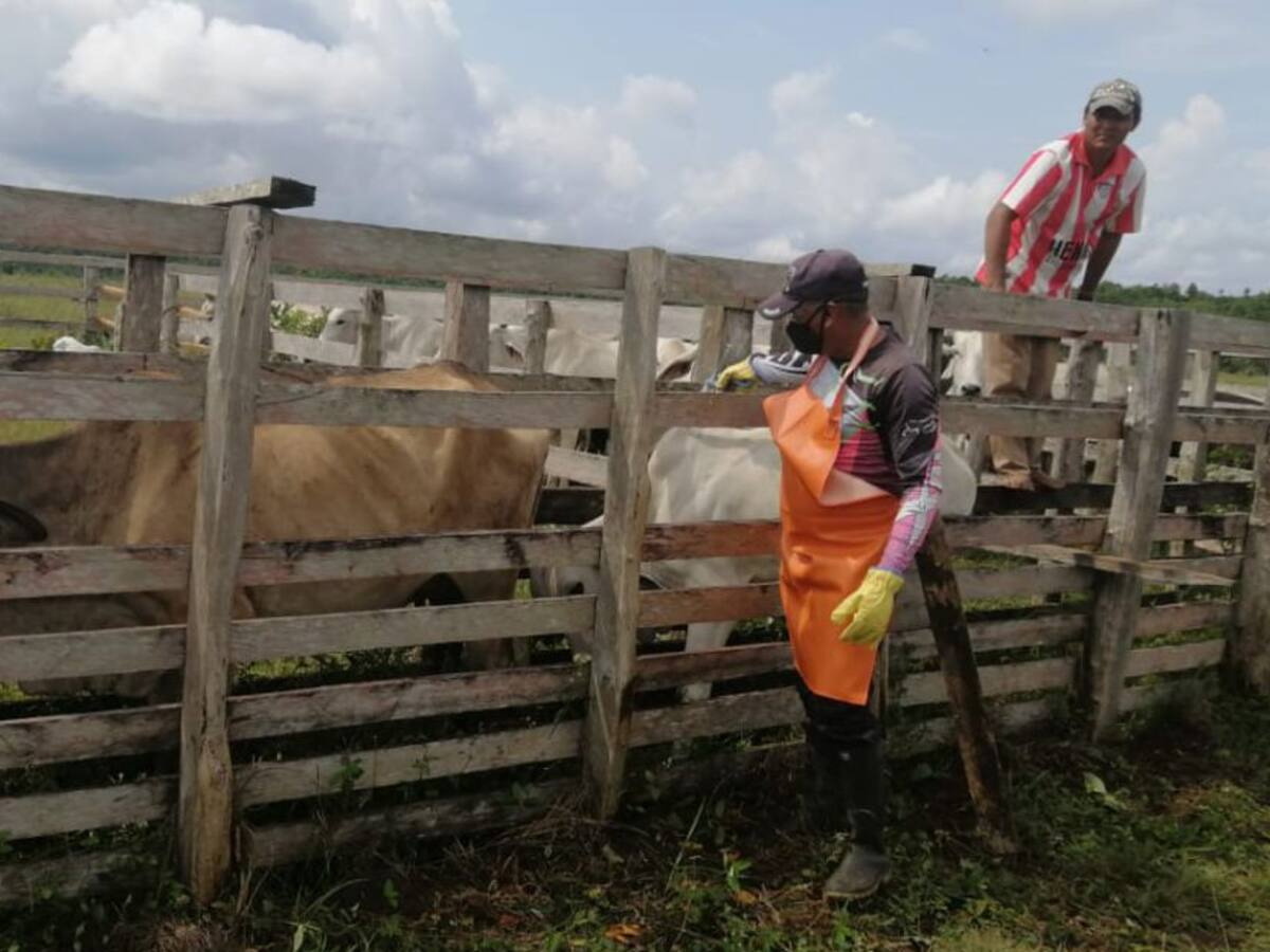 Más de 26 millones de bovinos vacunados contra la aftosa