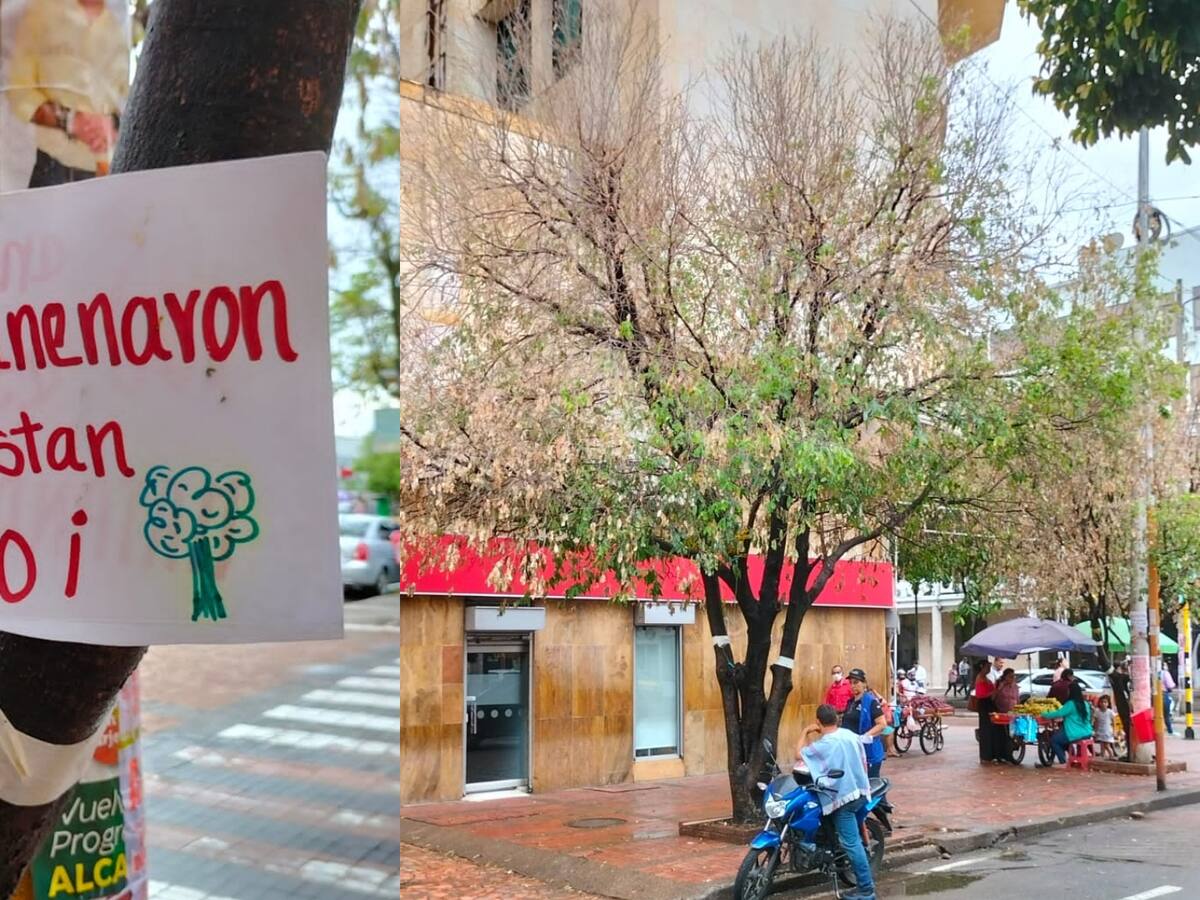 Envenenan dos árboles porque molestaba la presencia de los loros