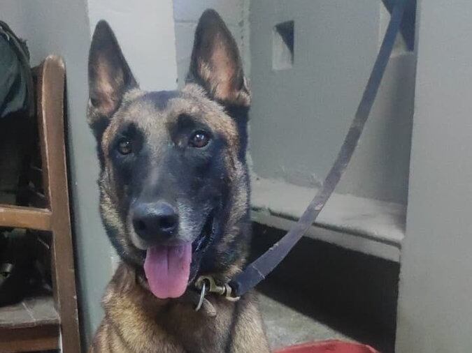 Telmo, perro de la policía devuelto por las disidencias del frente 36 en Anorí- foto @petrogustavo