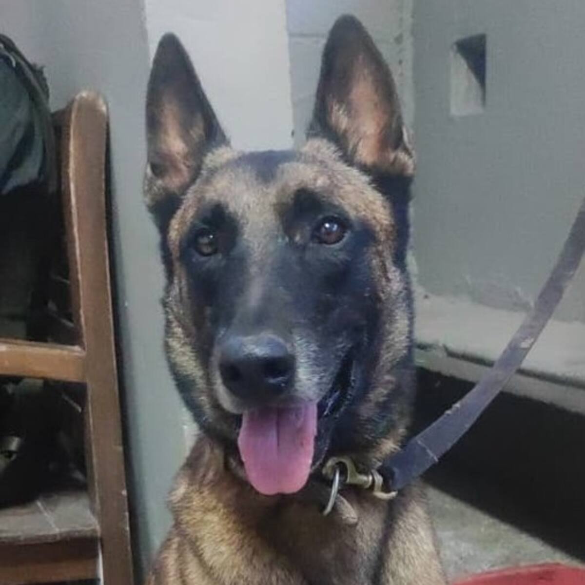 La historia detrás del regreso de ‘Telmo’, perro antiexplosivos que sobrevivió a ataque en Amalfi