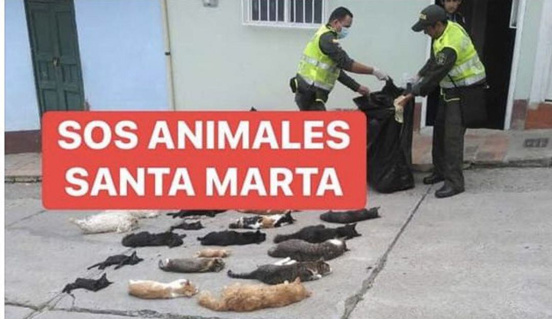 Gatos muertos presuntamente por envenenamiento. 