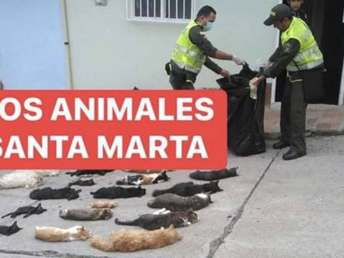 En Santa Marta denuncian el envenenamiento de más de 100 gatos