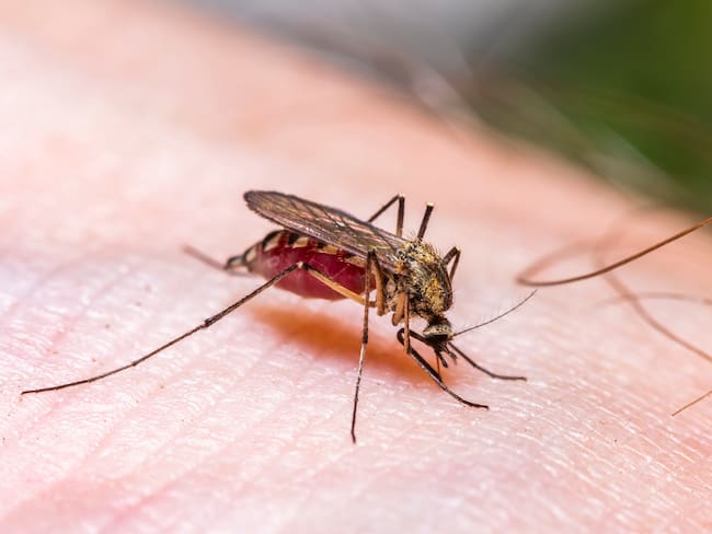Imagen de referencia de malaria. Foto: Getty Images.