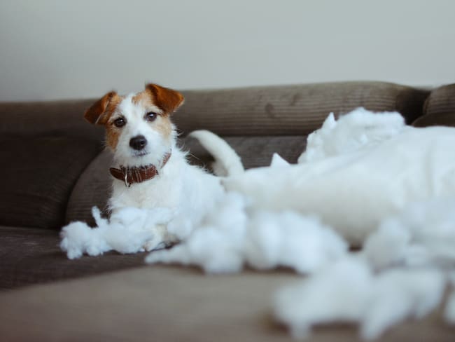 Perro travieso (Getty Images).
