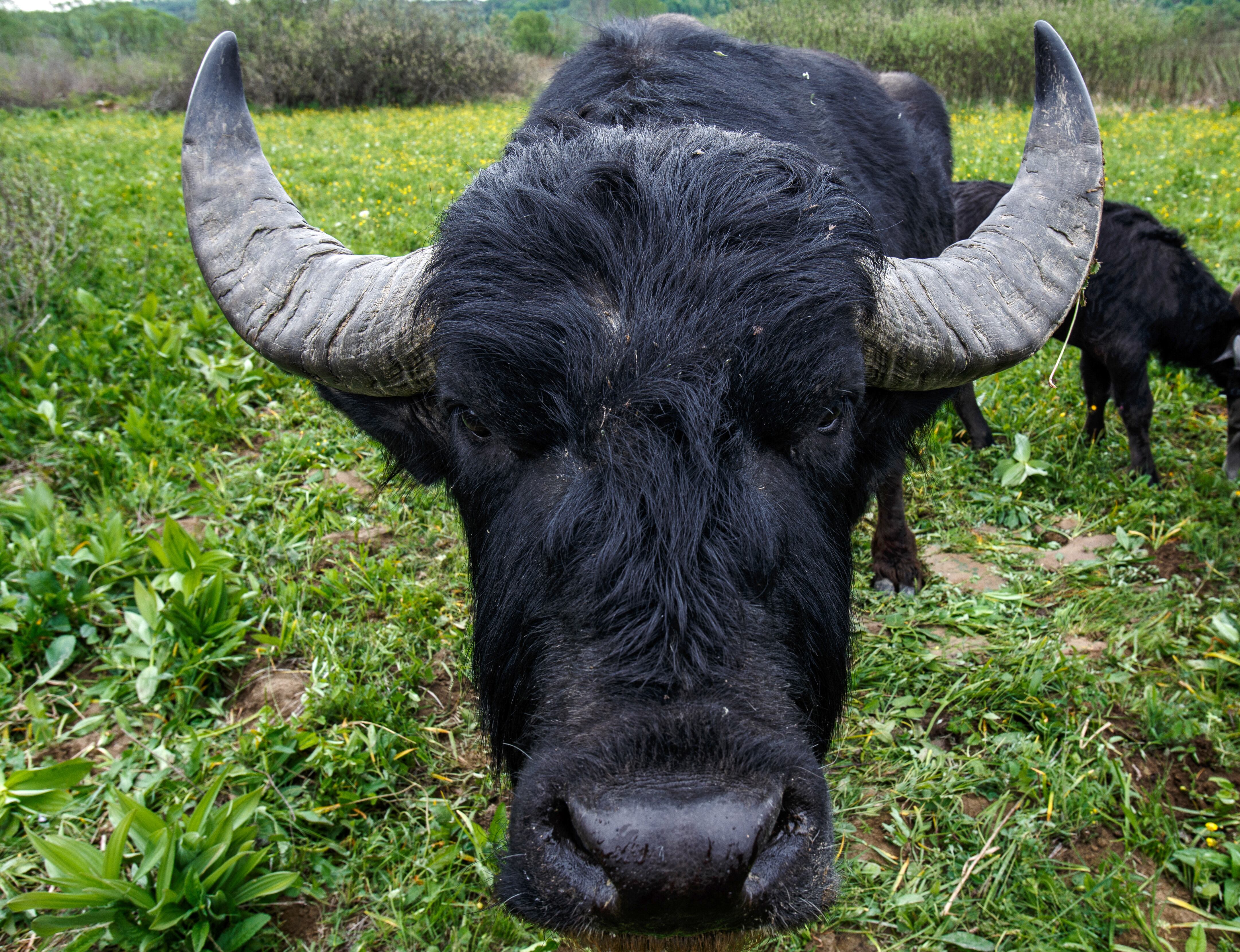 Búfalo de agua (imagen de referencia)