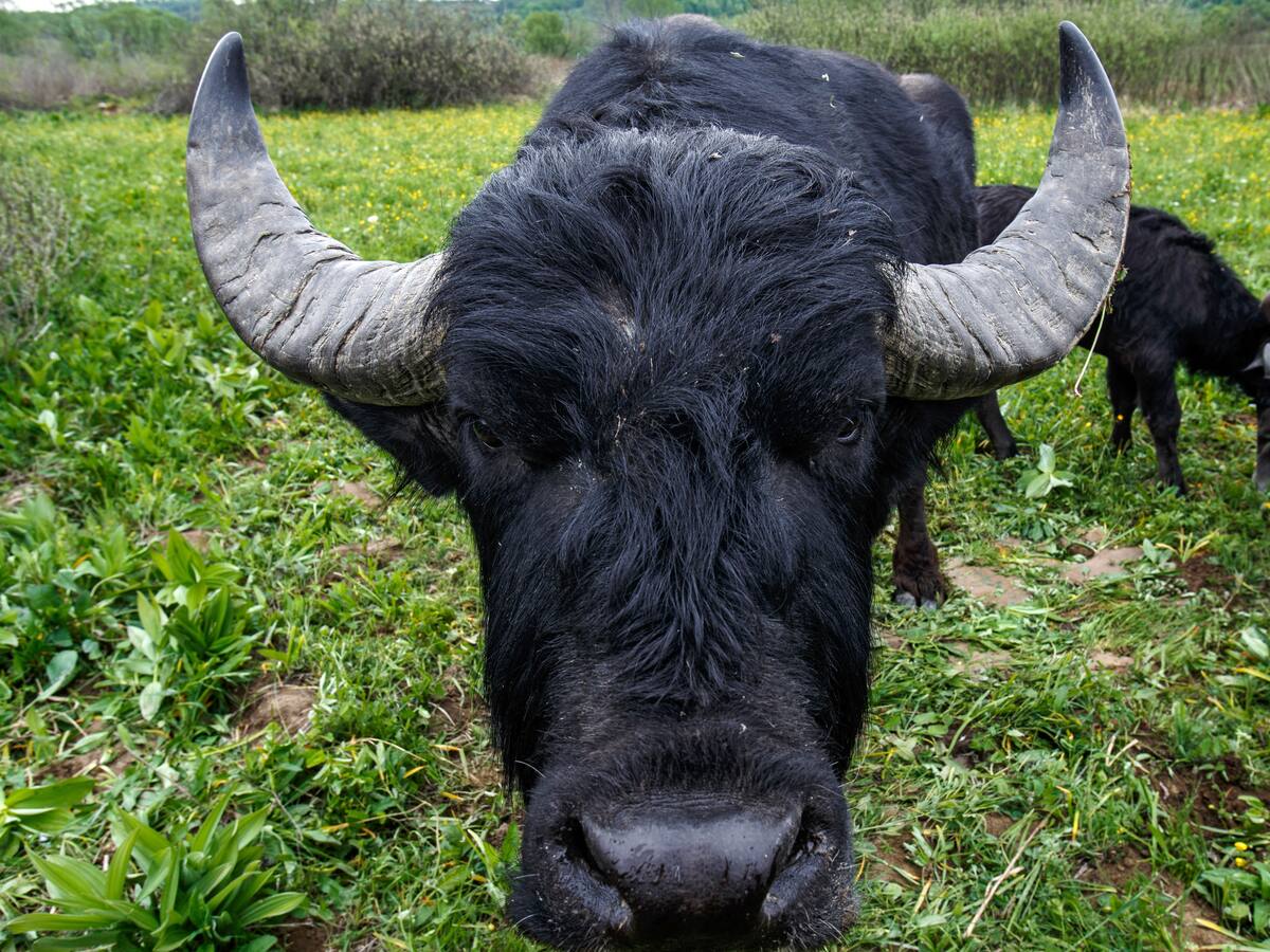 Presidente de la Federación Mexicana de Caza muere embestido por un búfalo