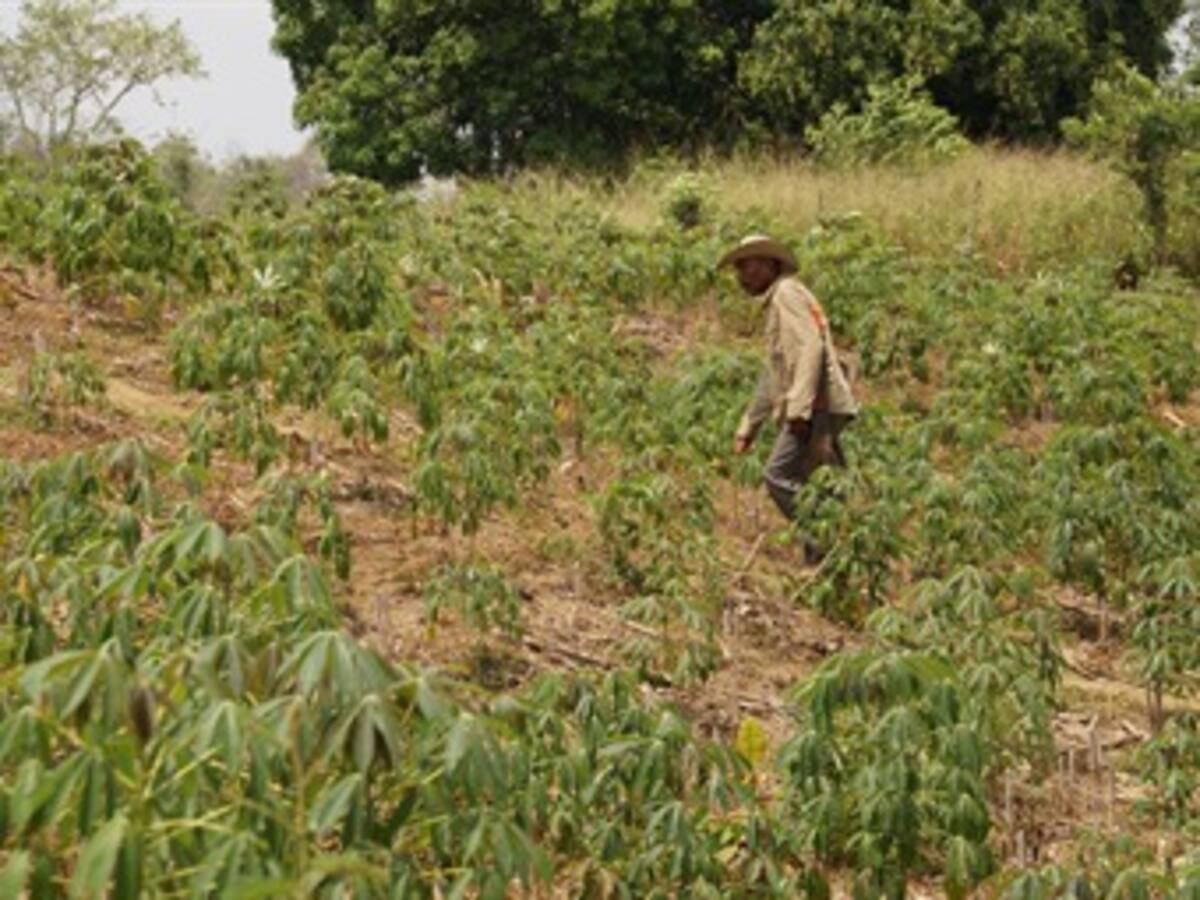Restitución invierte 3 mil millones para agricultura en Montes de María
