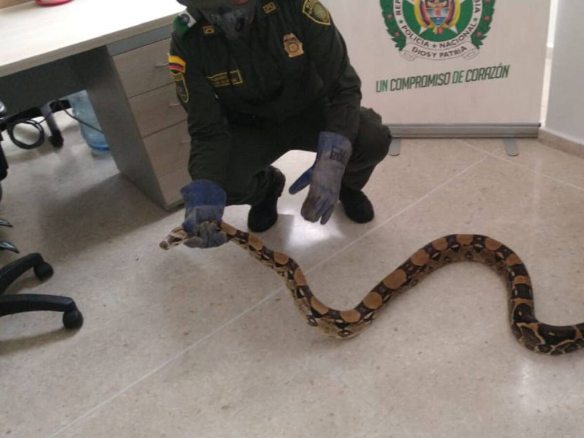 Ama de casa en Cartagena halla boa de dos metros y medio en la cocina