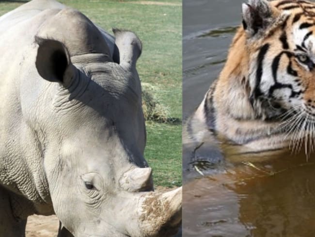 China aprueba el uso de hueso de tigre y cuerno de rinoceronte