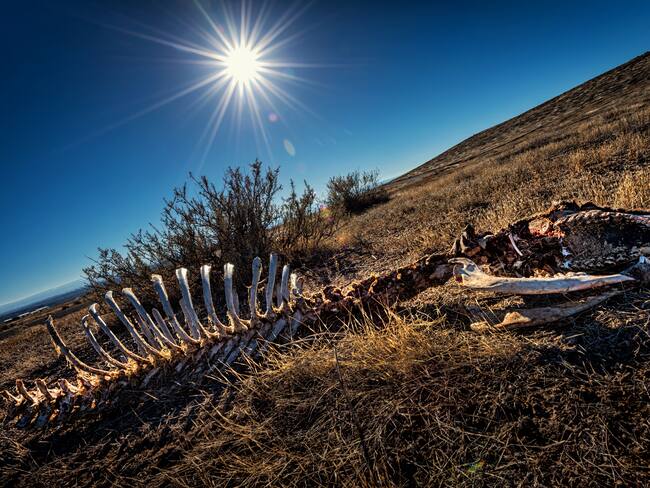 Extinción, imagen de referencia (Getty Images).