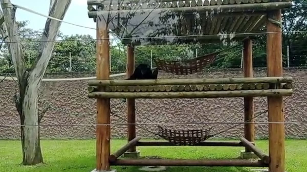Piden trasladar al chimpancé Yoko del Bioparque Ukumarí a un santuario en Brasil