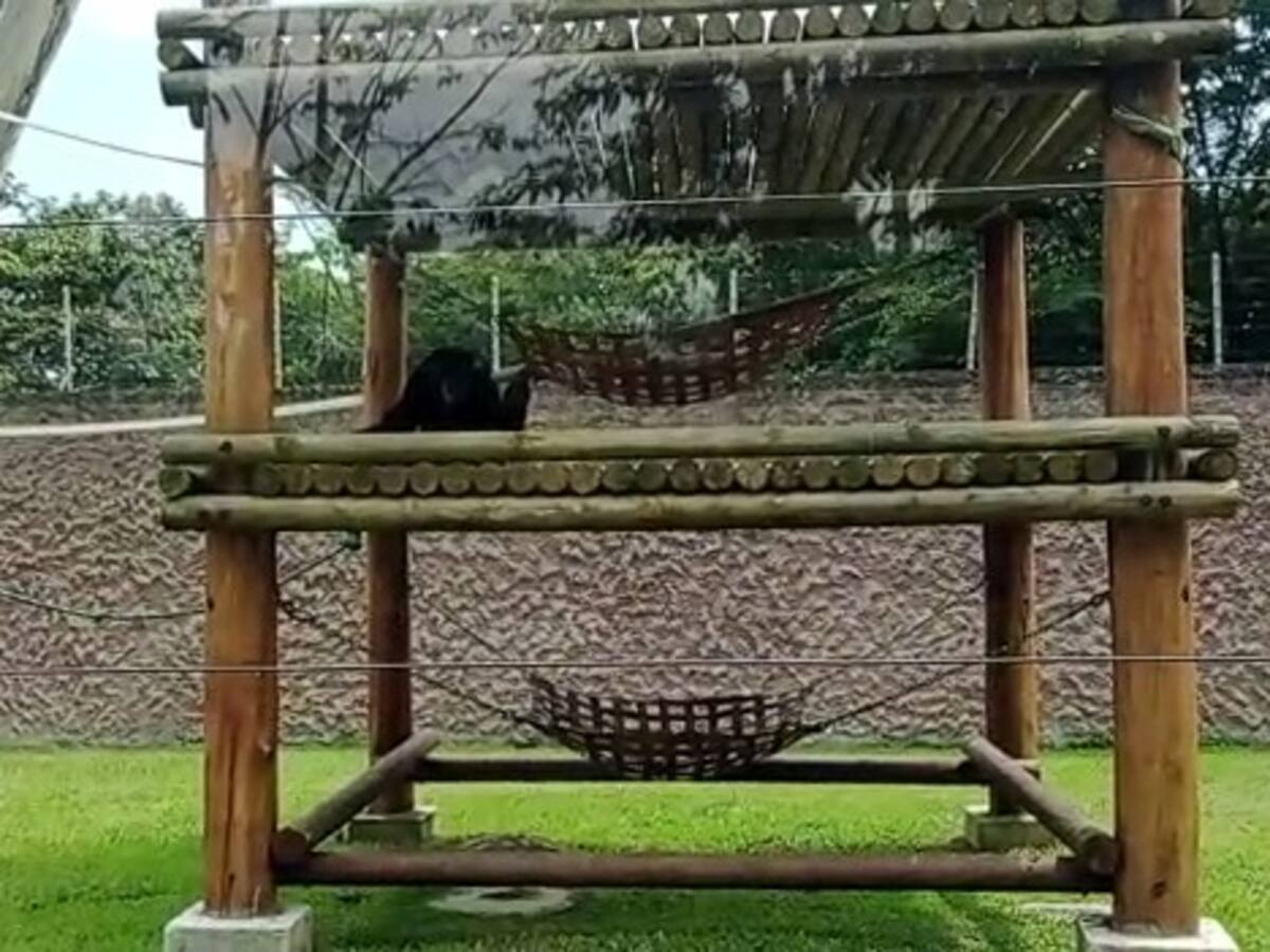 Piden trasladar al chimpancé Yoko del Bioparque Ukumarí a un santuario en Brasil