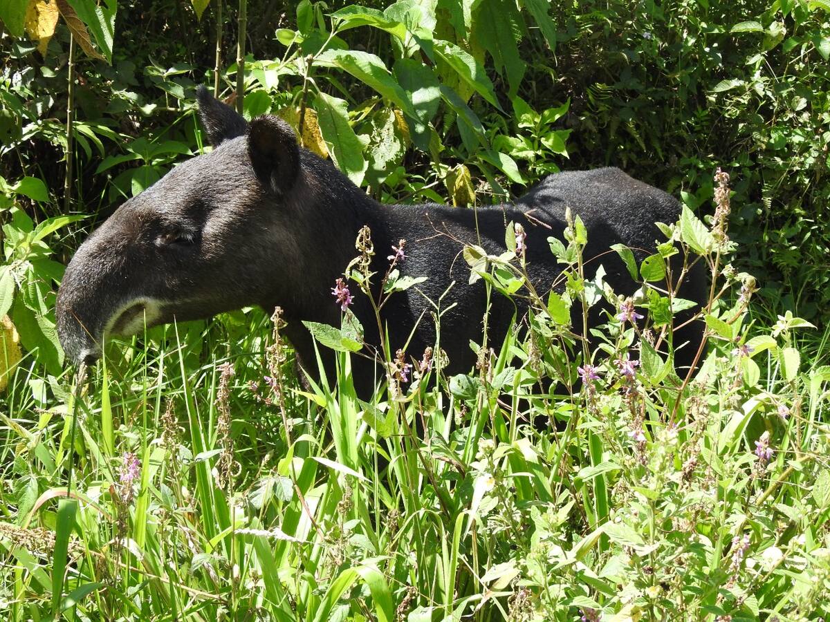 Ocho dantas han sido encontradas muertas en la cuenca del río Otún