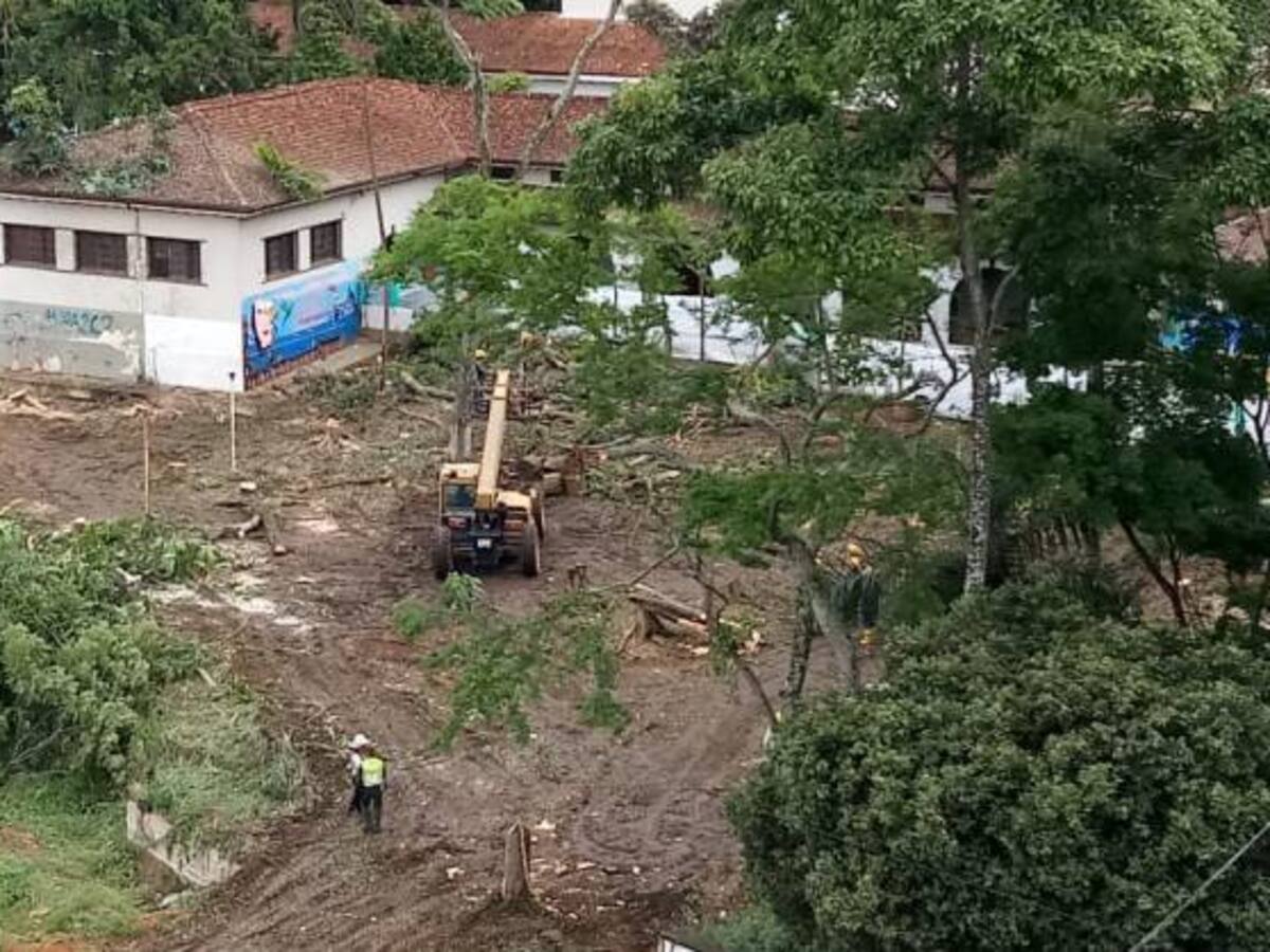 Universitario permanece en un árbol para evitar tala en la Normal