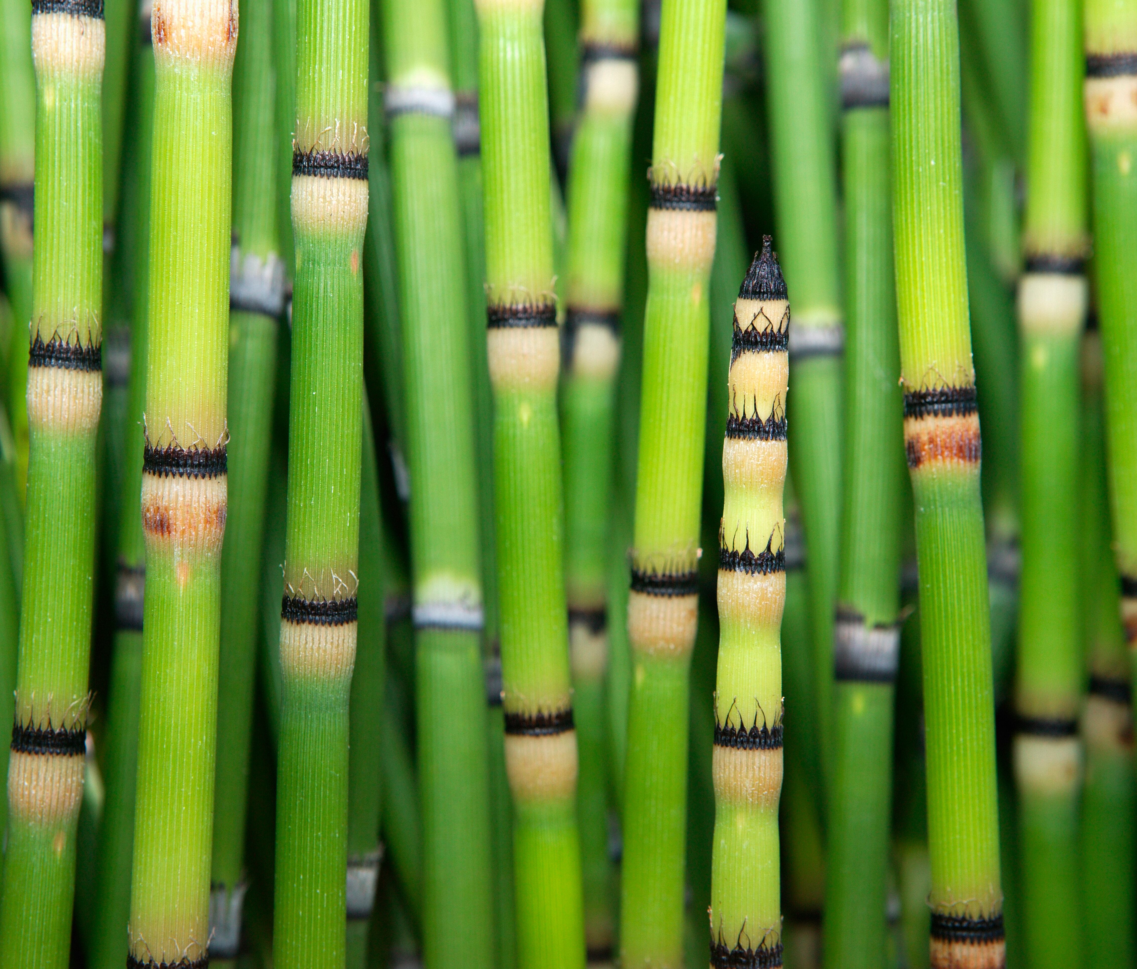 ¿Para qué sirve la planta ‘cola de caballo’? Foto de Getty Images