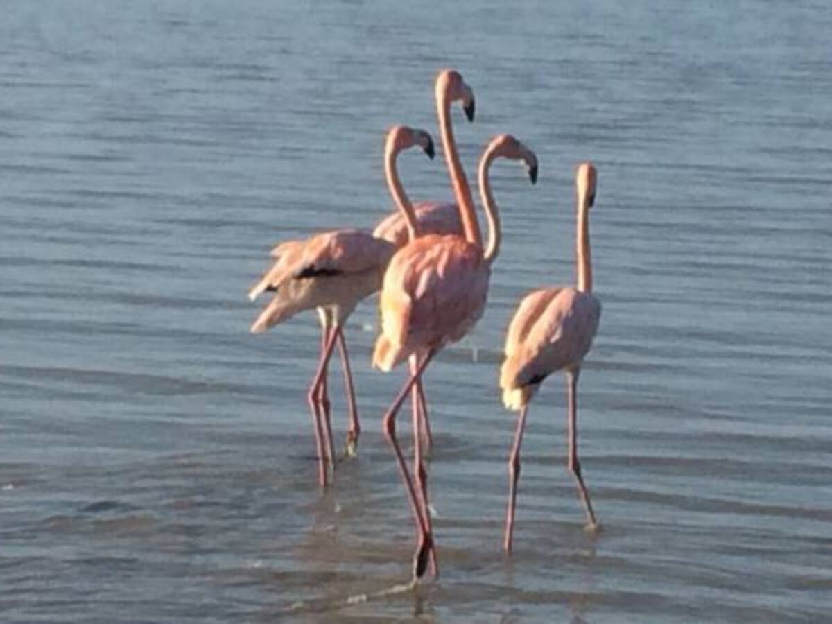 Liberan a siete flamencos rescatados de traficantes ilegales en La Guajira