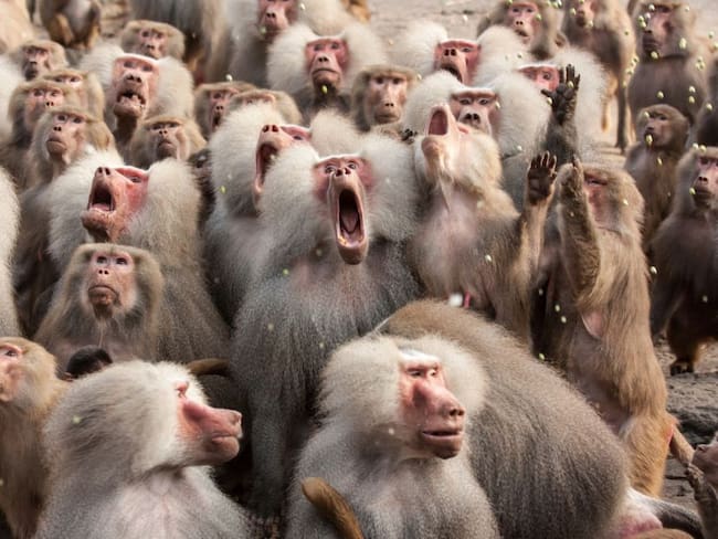Grupo de monos se roba un bebé de dos meses y lo ahogan en tanque de agua