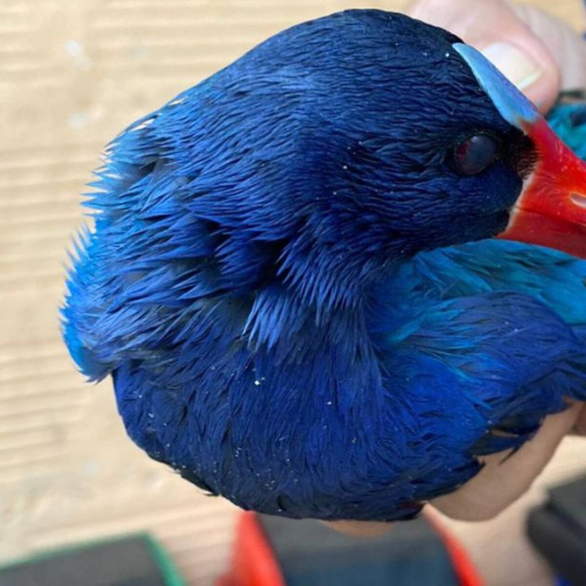 Alerta por las tinguas azules, aves migratorias que están en peligro
