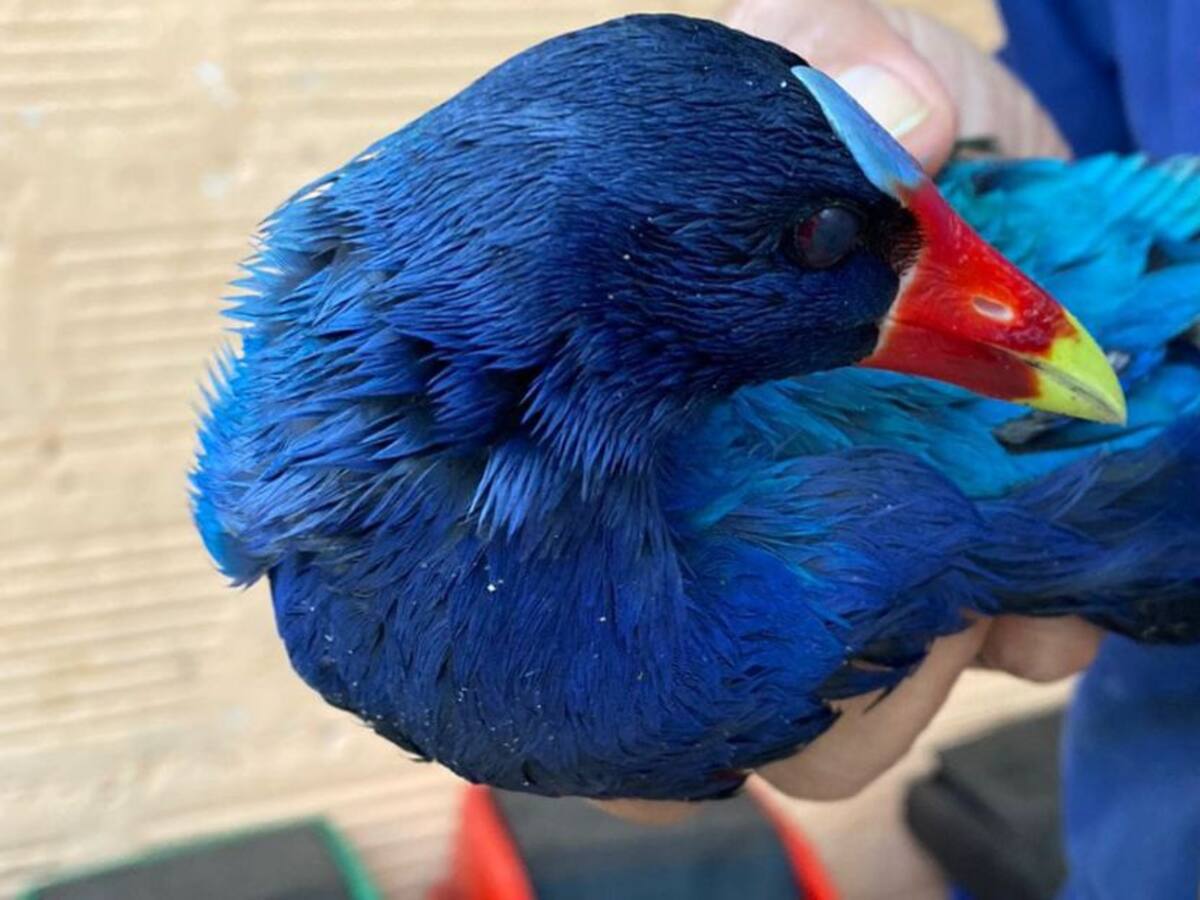 Alerta por las tinguas azules, aves migratorias que están en peligro
