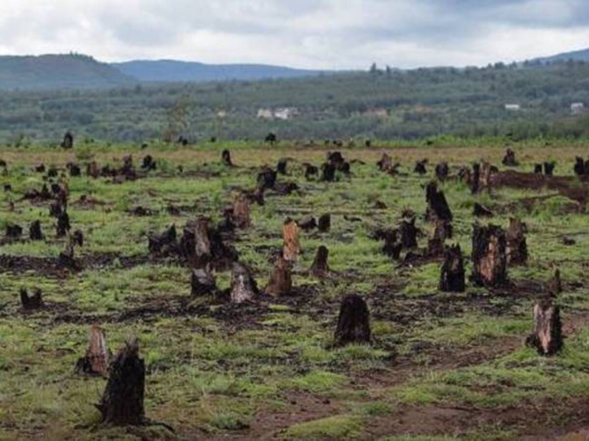 Reino Unido, Alemania y Noruega apoyarán programas para reducir la deforestación en la Amazonía colombiana