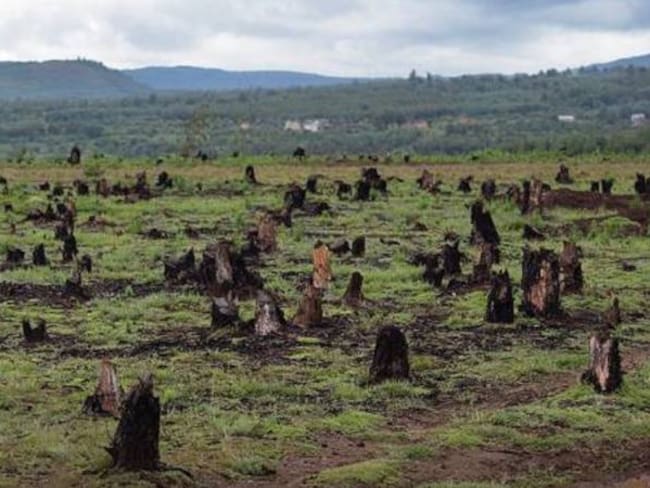 Reino Unido, Alemania y Noruega apoyarán programas para reducir la deforestación en la Amazonía colombiana