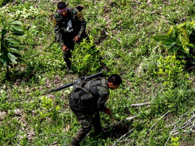 Corte Constitucional defiende la erradicación de cultivos ilícitos