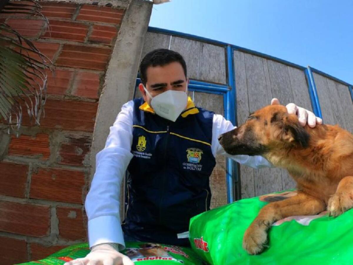 Gobernación de Bolívar entrega alimentos a 1500 perros y gatos