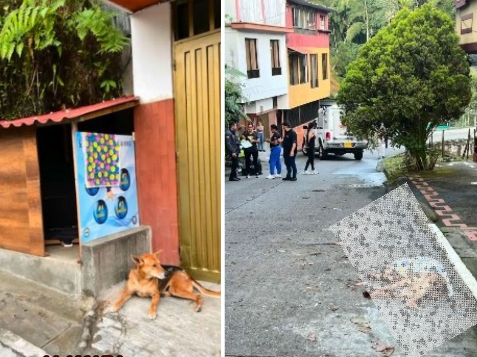 Tony, el perrito que murió luego de recibir un disparo