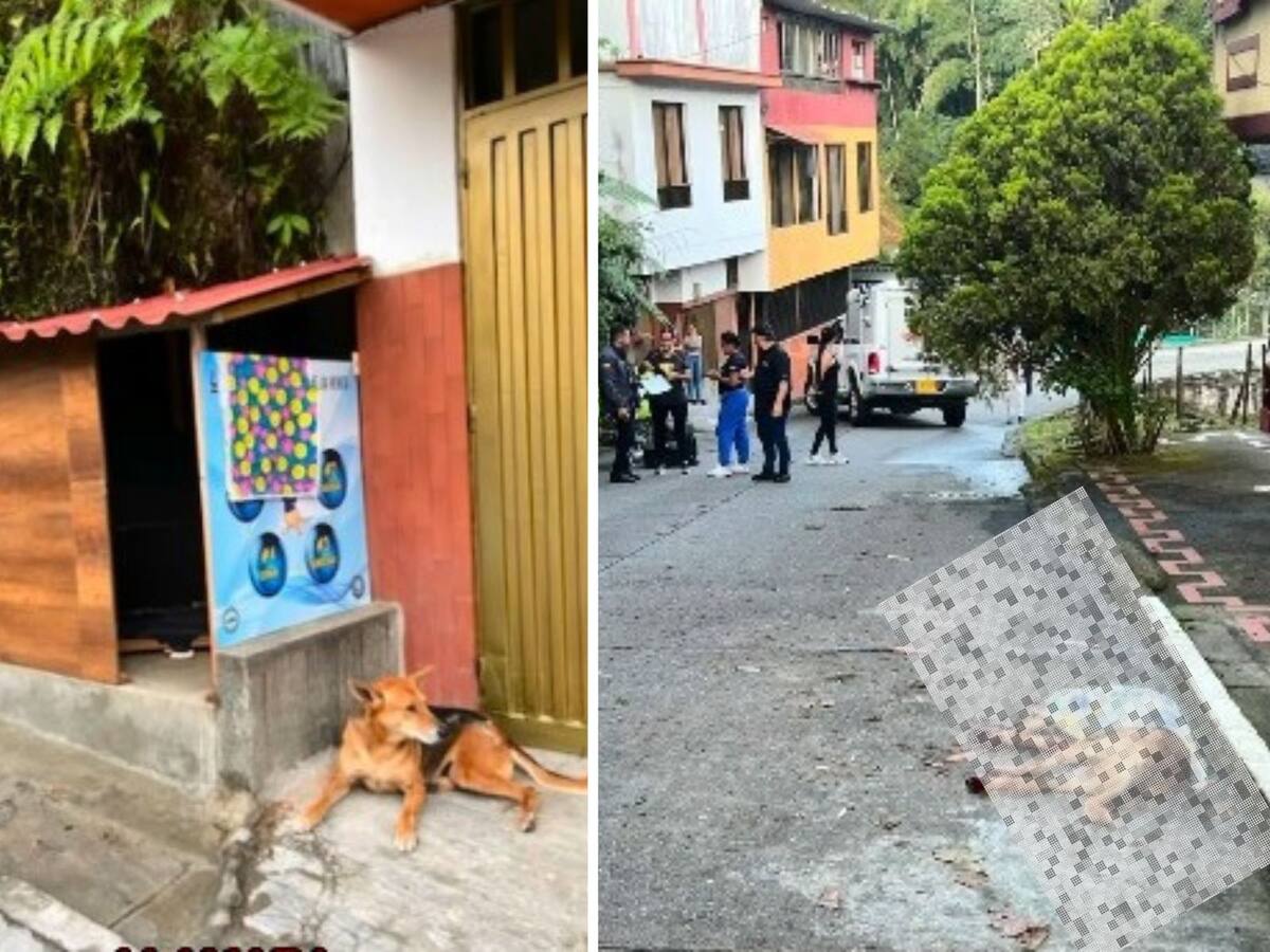 Agresor del perro ‘Tony’, que murió de un disparó en Pereira, fue vinculado al proceso penal